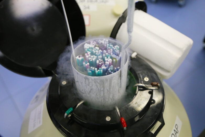 Congelamento de óvulos: Imagem mostra canudos de nitrogênio líquido com embriões e óvulos para tratamento de infertilidade.