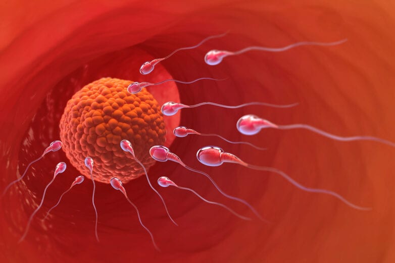 Espermatozóides encontram o óvulo em uma simulação 3D de Inseminação intrauterina.