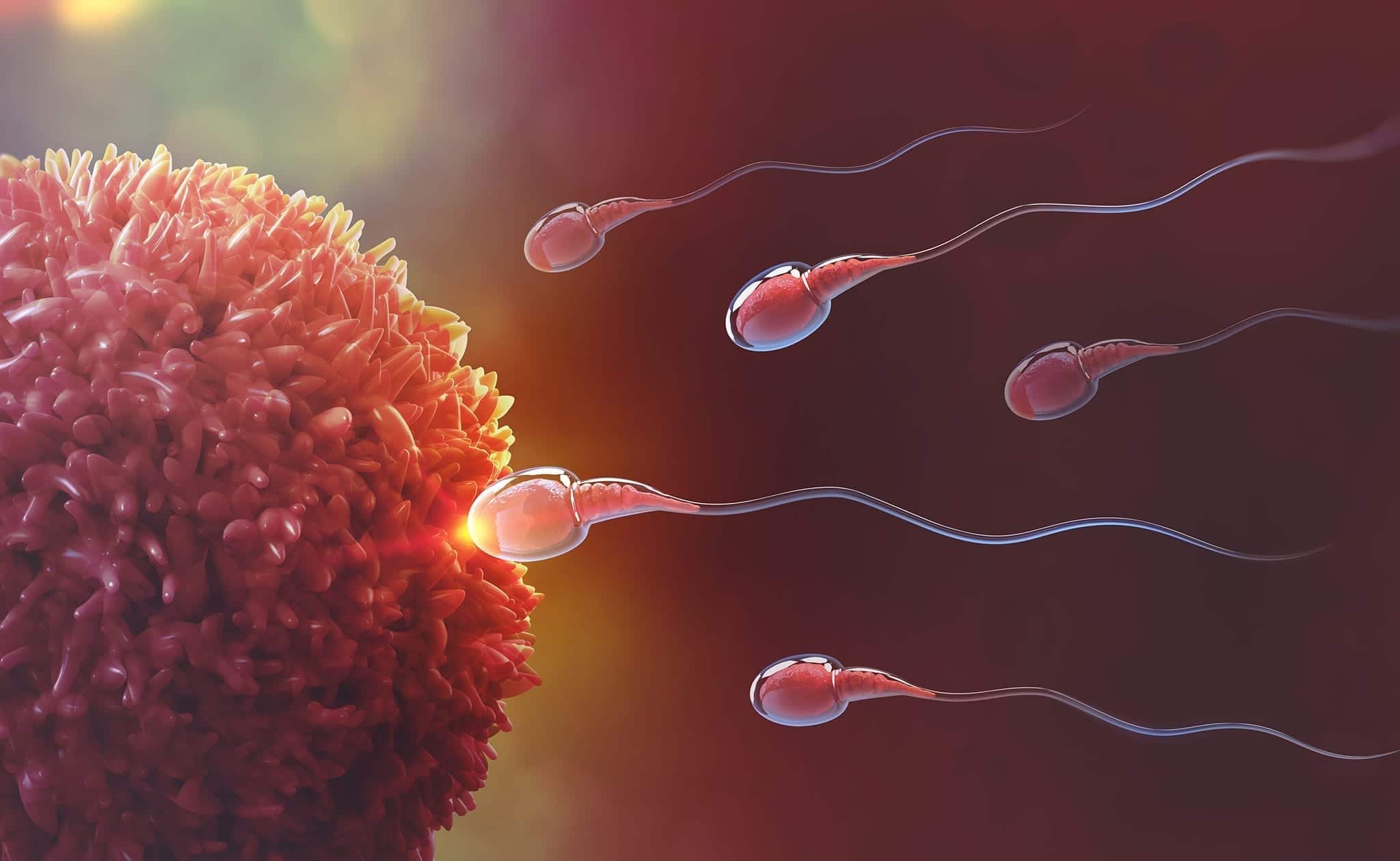 Espermatozóides vão de encontro ao óvulo em uma simulação 3D de Inseminação intrauterina.